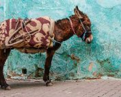 A burro with patterned saddle bags against a blue wall